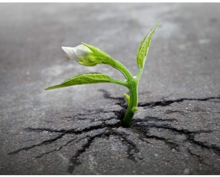 Razza Bee Resilience demonstrated by a flower growing out of tarmac
