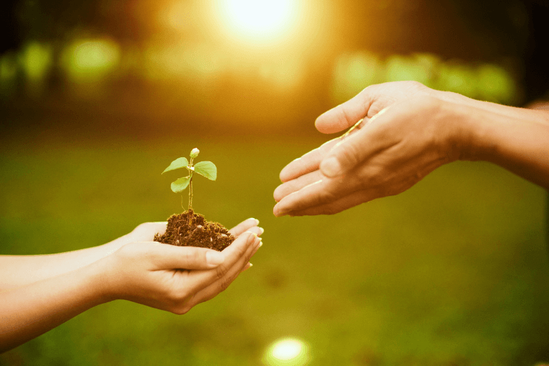 child passing acorn tree plant to adult