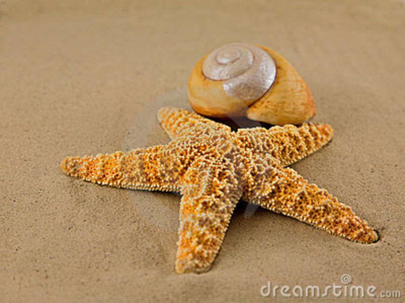 starfish on beach